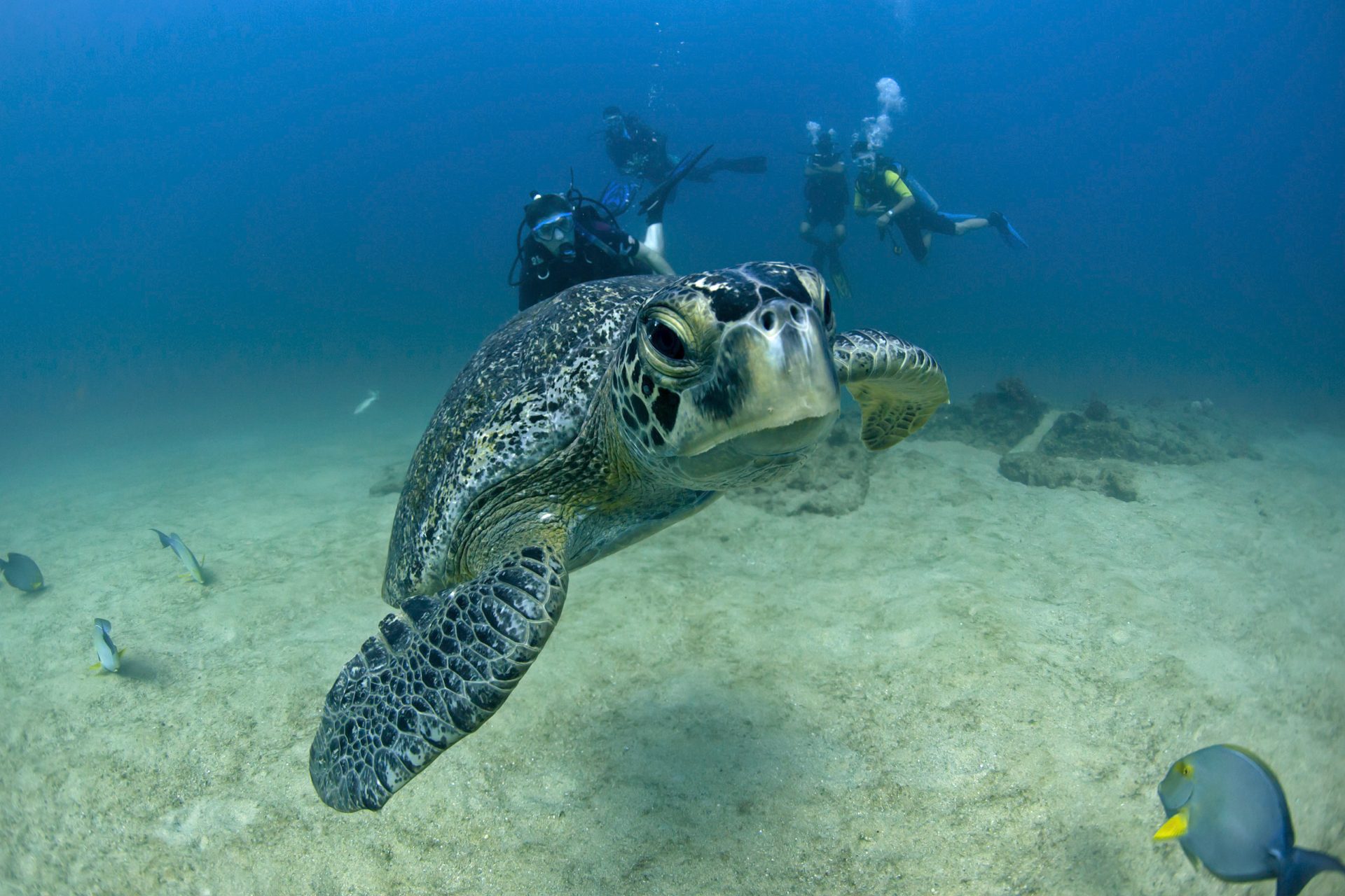 Divers enjoy the presence of one of the green sea turtles that visit the area to nest. Once degraded by overfishing, Cabo Pulmo has become the world's most robust marine reserve. The Mexican government declared the area a National Park in 1995, and the local community has been enforcing the park’s regulations that prohibit commercial extractive activities as well as any activity that may alter natural conditions. After 16 years, local people enjoy better life conditions, and the abundance of large top predator fish has also increased. The park is now home to high concentration of fish and is a refuge for migratory species like whale sharks, manta rays, humpback whales, and five of the world’s seven endangered species of sea turtle. Additionally, sightings of black tip reef sharks, tiger sharks, and bull sharks inside the Park have become common. With the world’s oceans crisis, Cabo Pulmo is a refreshing success story of local conservation; more importantly, it is an example that supports the creation of marine reserves as a means to increase economic perspectives for coastal communities worldwide.